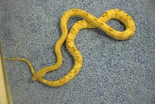 mustard yellow blonde