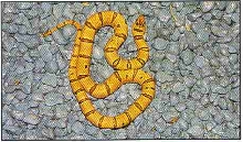 yellow/orange thayeri