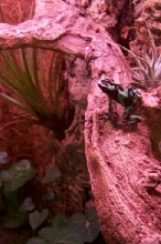 auratus hawaiian
