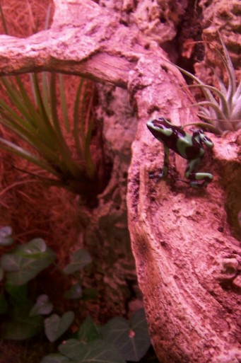auratus hawaiian