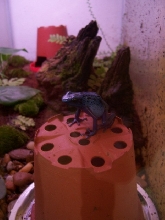 azureus1