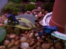 azureus pair looking for food
