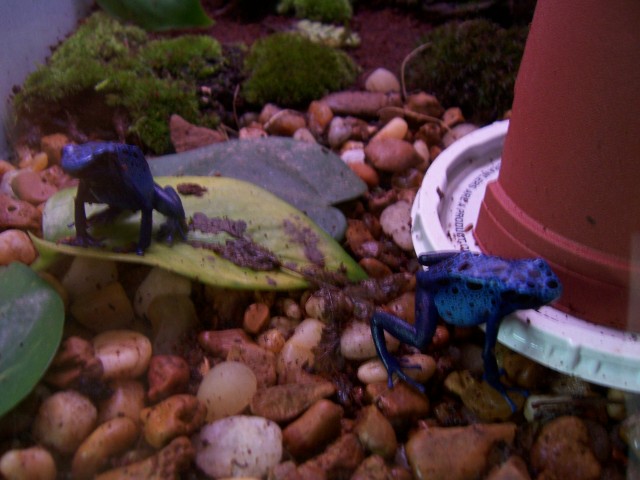 azureus pair looking for food