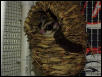 Oreos new home