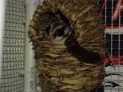 Oreos new home