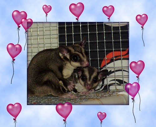 Oreo and Cookie