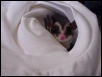 Oreo found a new shirt to play in
