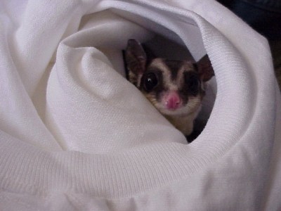 Oreo found a new shirt to play in