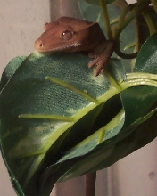 Red Flame Crested Gecko (male)