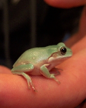 baby blue white's treefrog