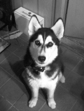 siberian husky