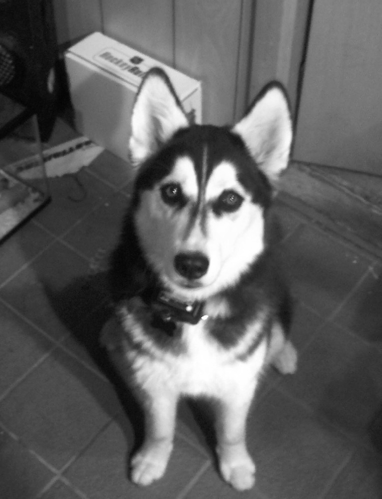 siberian husky