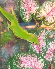 day gecko