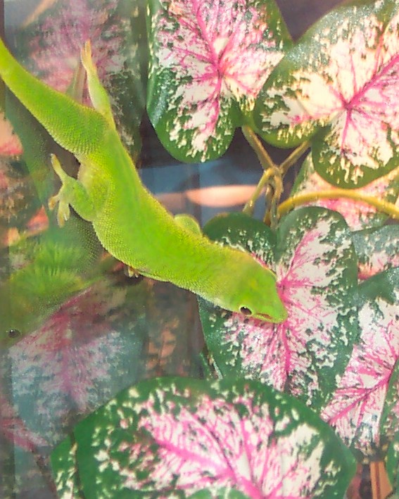 day gecko