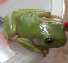 White's Treefrog