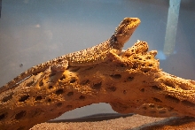 gold/sandfire male