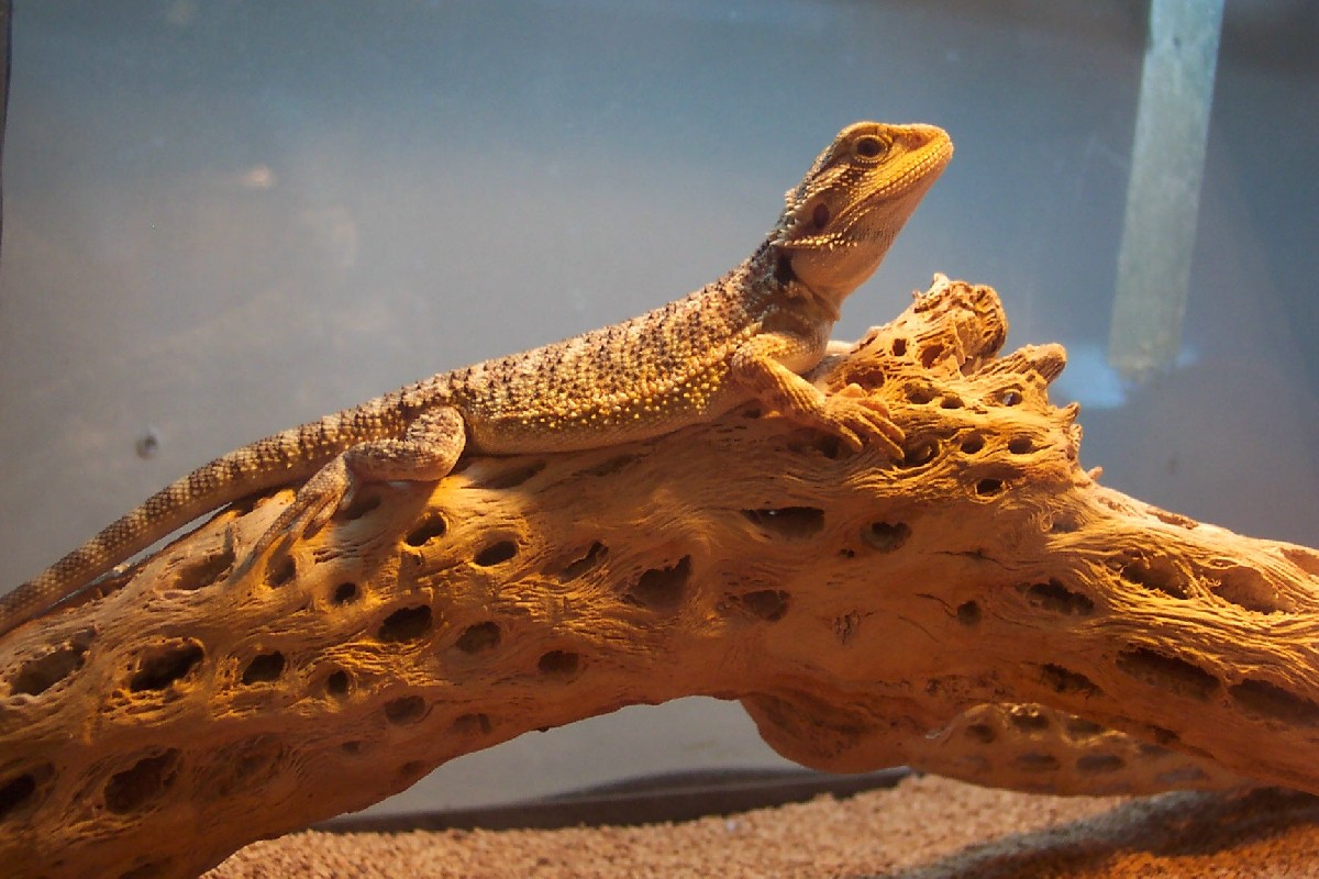gold/sandfire male