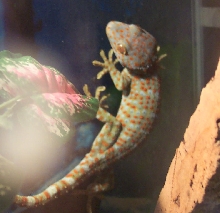 Tokay Gecko (male)