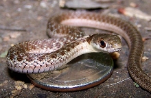 baby garter