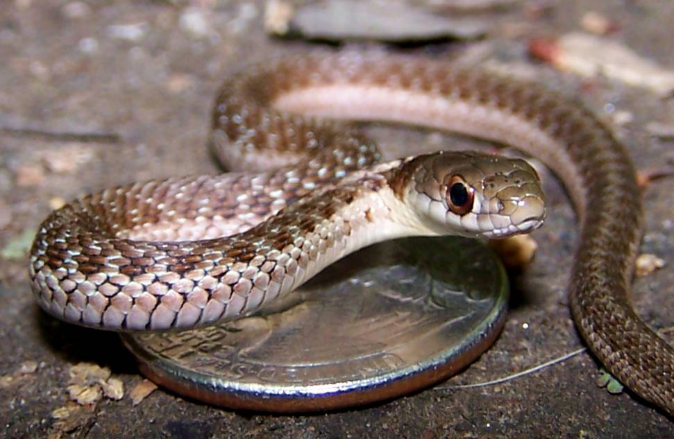 baby garter