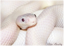 luecistic black rat