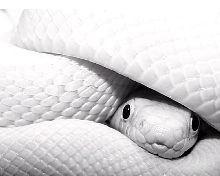 Black Ratsnake
