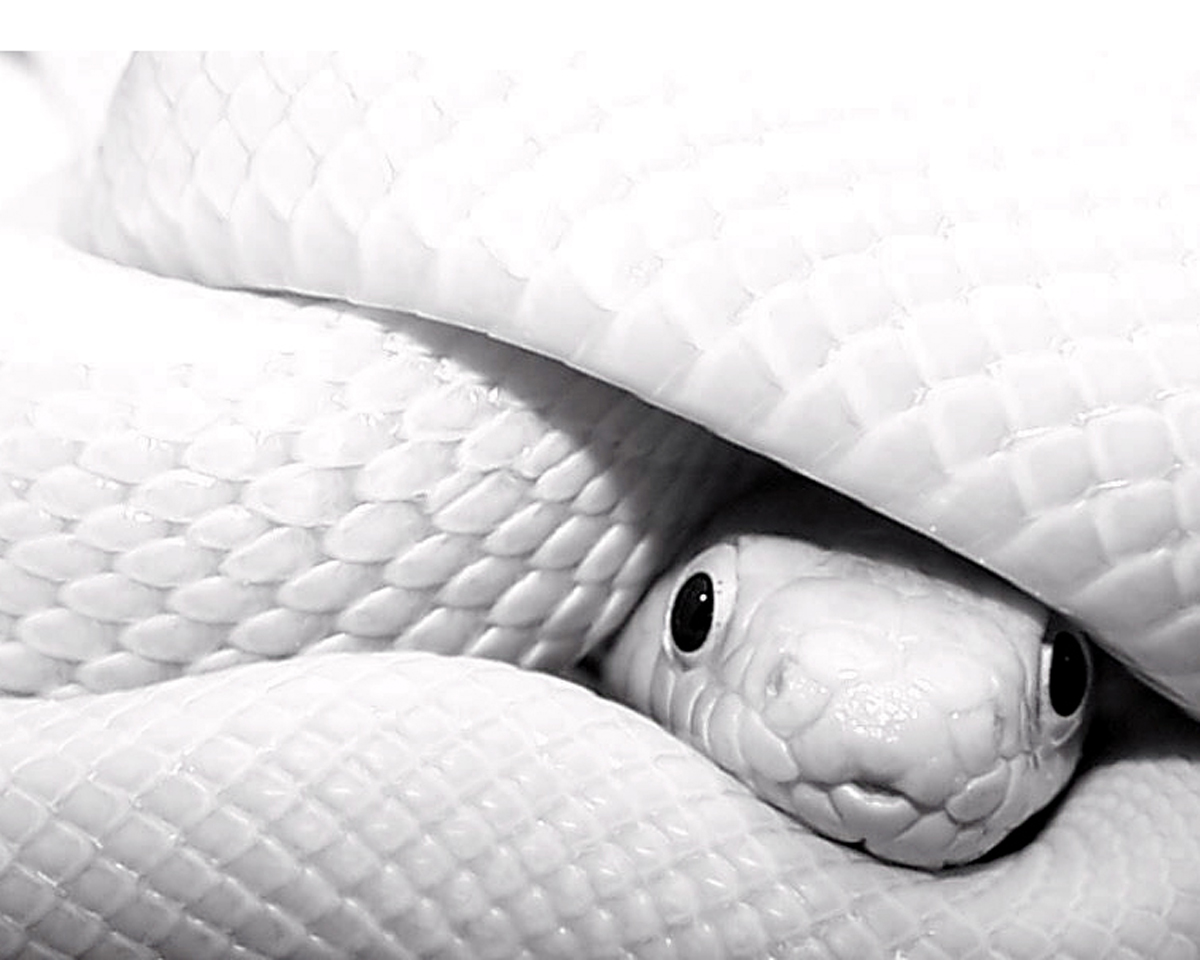 Black Ratsnake