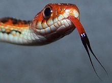 ca red sided