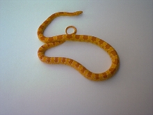 fluo orange corn