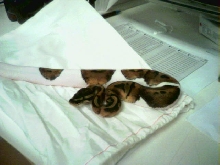 My pied male!!!!