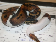 Pied again
