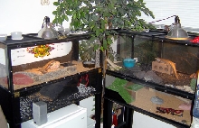 Shombay's and Jabari's Terrariums