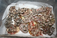 NICE SalmonJungle litter