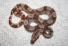circleback Jungle