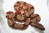 Circleback hypo1