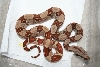 Criclebackhypo#2