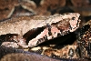 Guyana Head