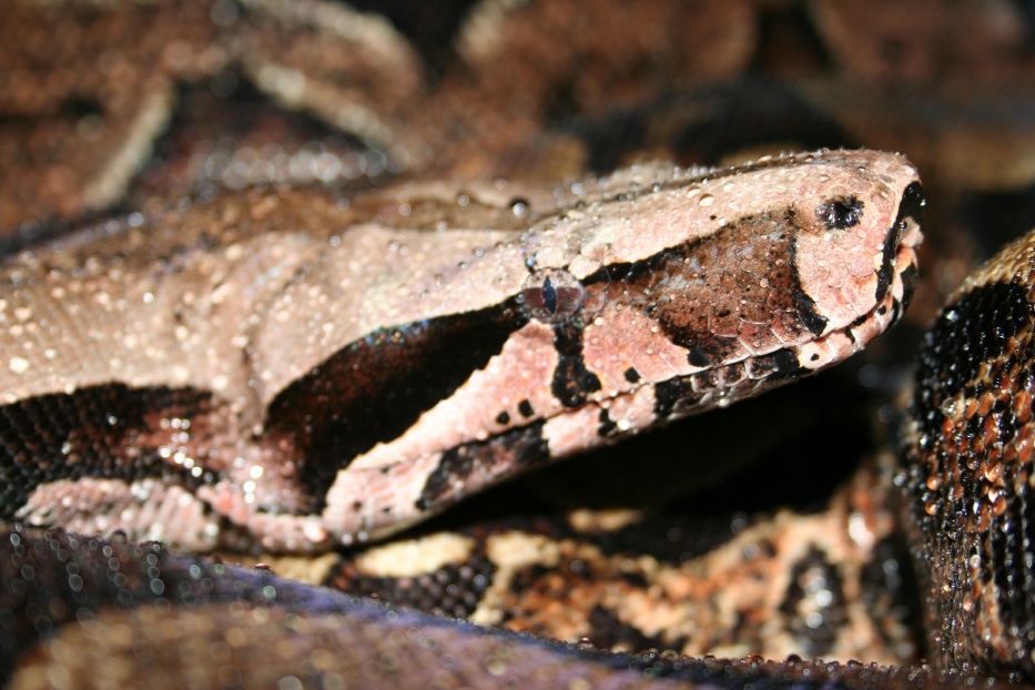 Guyana Head