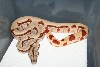 Salmon Jungle male Pick litter