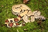 Jungle Female Fav