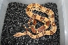 Male Jungle (het albino )1