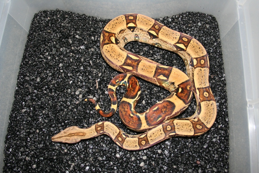 Male Jungle (het albino )1