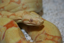 Albino Jungle #1 head/body