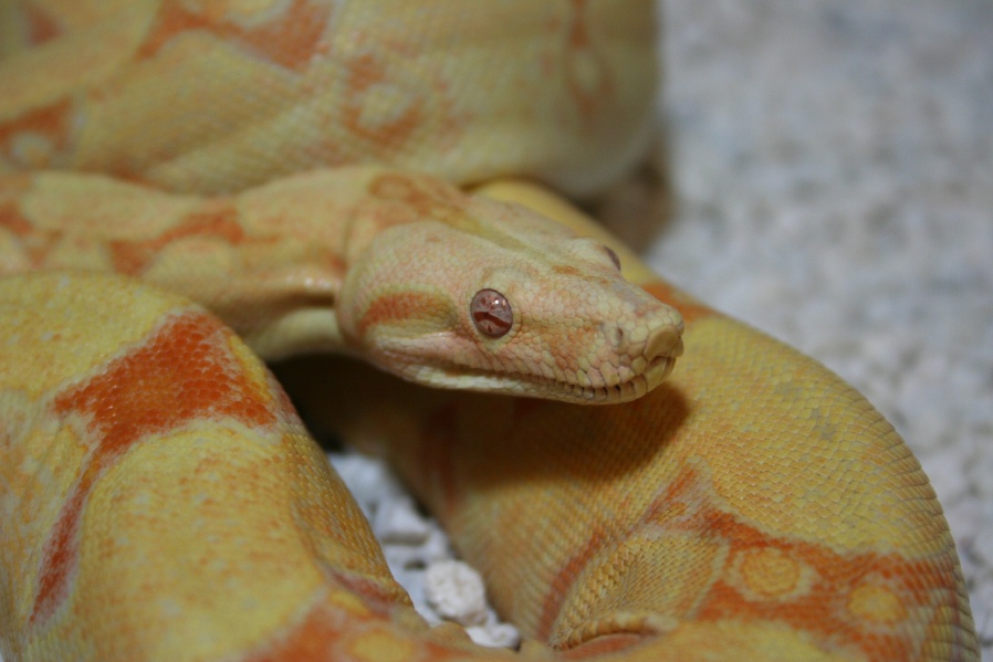 Albino Jungle #1 head/body