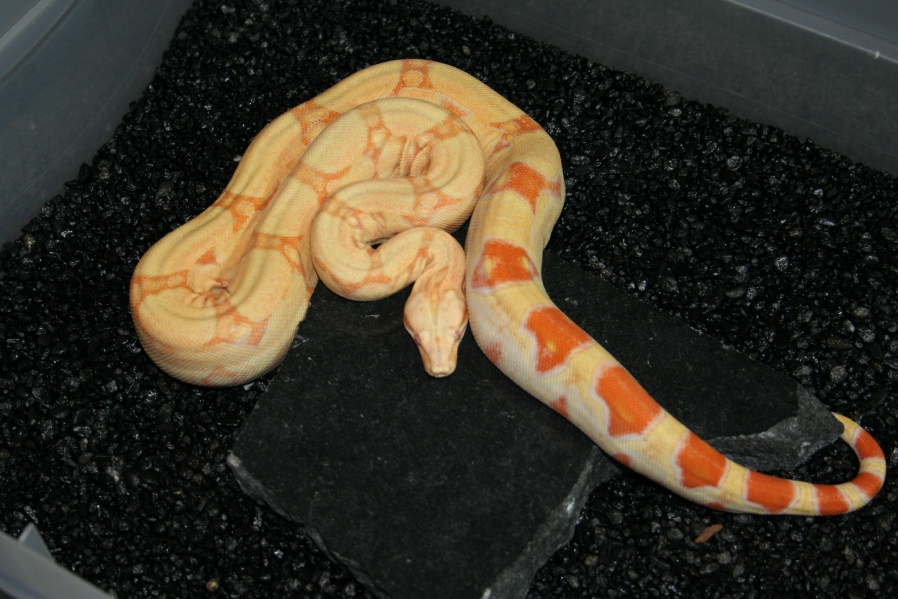 Albino Jungle#1
