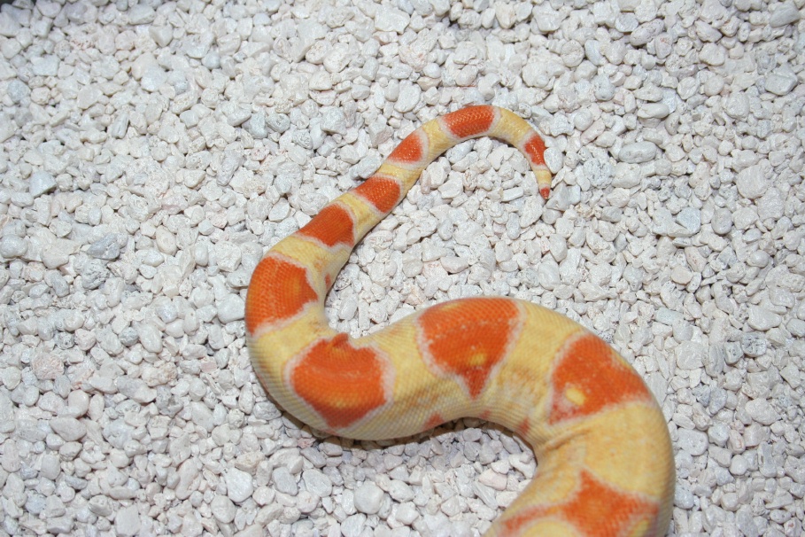 Albino Jungle #1 Tail