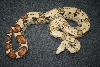Carmel Albino  Boa Body