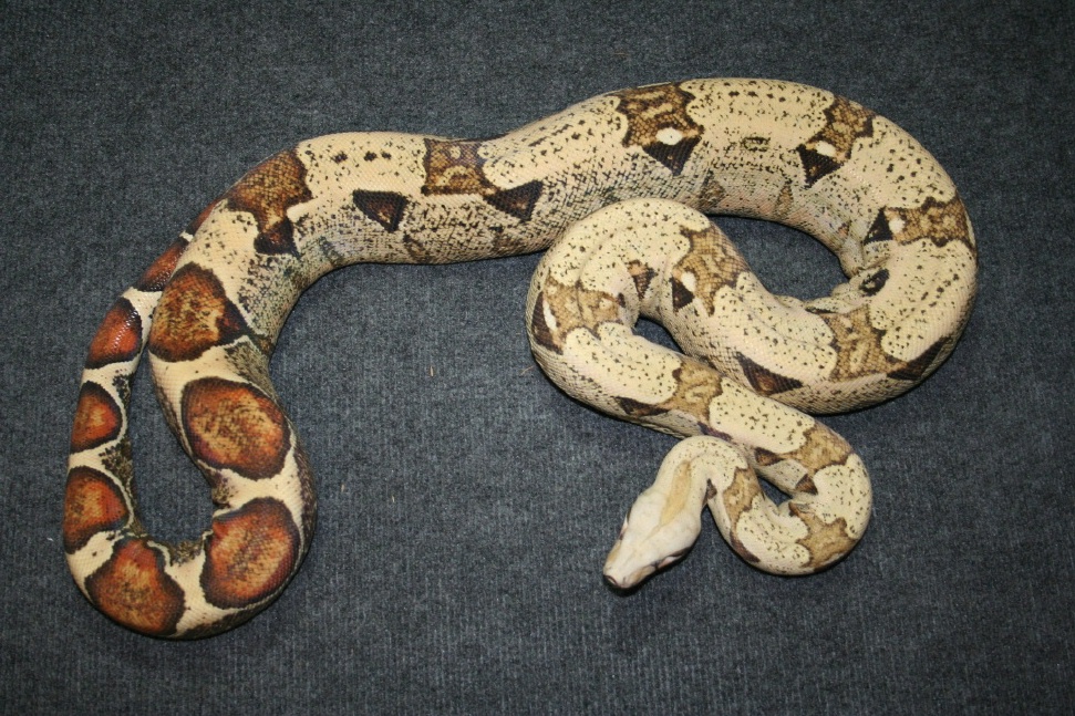 Carmel Albino  Boa Body
