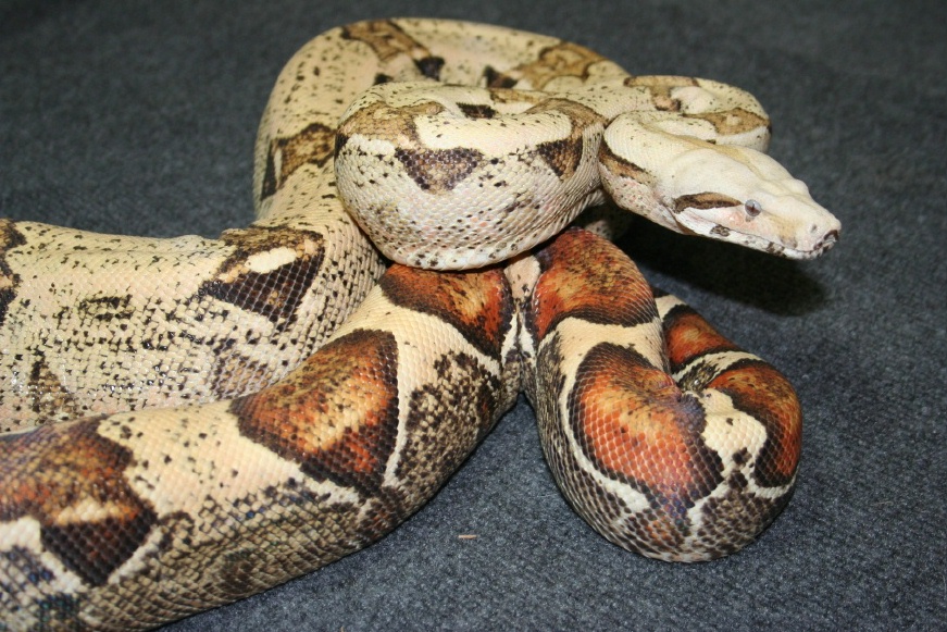 Carmel Albino Tail/head