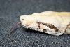 Carmel Albino Head shot